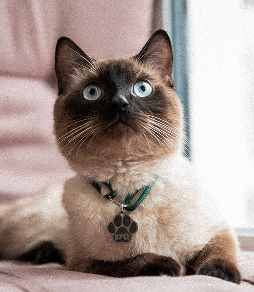 cual es la raza de gato más tranquila
